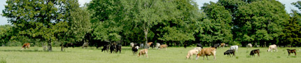 Oklahoma cattle