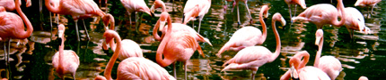 Florida flamingoes